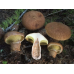Мицелий Болетинуса плодоножкового (Boletinus cavipes)